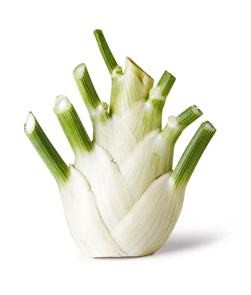 Fennel root. Photo — Stock Photo, Image