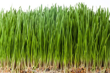 Okçuluk hedef okları