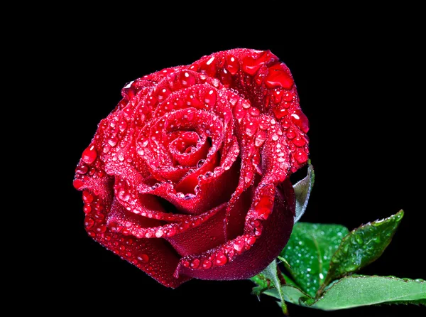 A rosa vermelha em uma escuridão — Fotografia de Stock