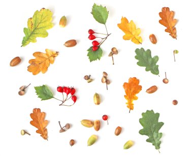 Sonbahar bitkiler düz lay desen