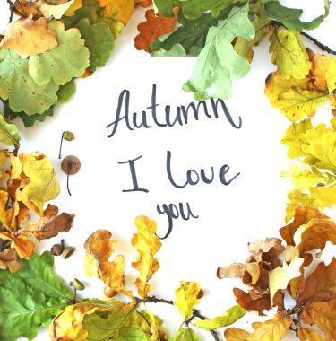 Düz lay meşe yaprakları