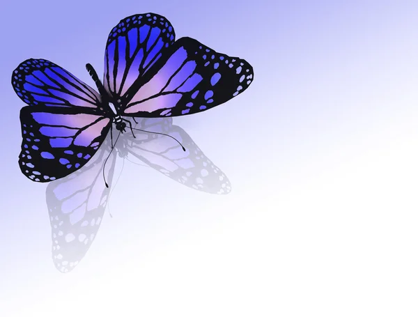 Schmetterling auf weißem Hintergrund — Stockfoto