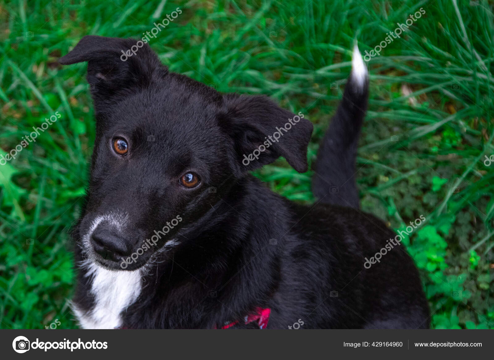 茶色の目で犬を閉じます かわいい小さな黒い犬緑の芝生の上に座って カメラを探しています 悲しい顔 ストック写真 C Thewalker