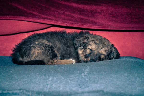 青いクッションの上で寝て小さなイリュリアの羊飼いの犬の閉じます 静かな顔 — ストック写真
