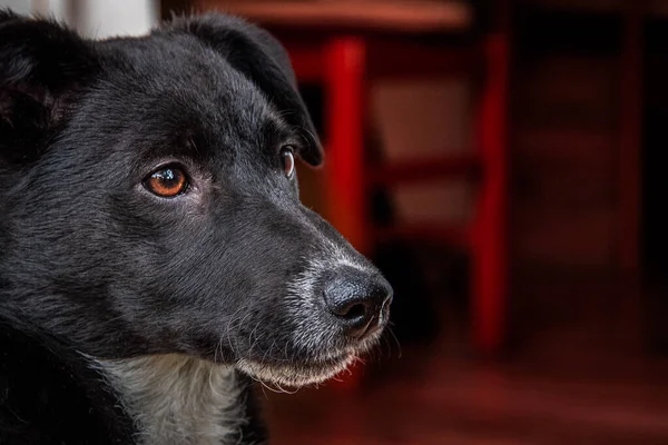 Kahverengi gözlü köpek başını kapat. Tarafını arayan sevimli küçük siyah köpek. Üzgün surat..