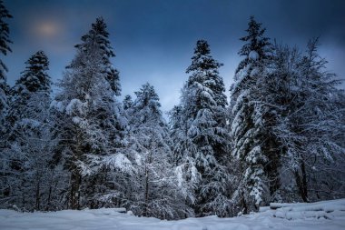 Taze karla kaplı ormanın manzarası. Köşede bulutlu bir ay ışığı var. Hırvatistan 'ın Gorski Kotar kentinde gece ve kış motifi.