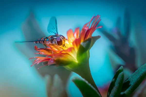 Vue Macro Guêpe Sur Fleur Rouge Jaune — Photo