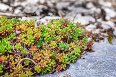 Beyaz taşın üzerindeki yeşil bitkiyi kapatın. Ulusal park Velebit Flora, Hırvatistan.