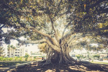 Los Angeles, Amerika Birleşik Devletleri - 20 Eylül: Beverly Hills 20 Eylül'de, 