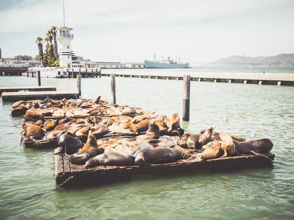 SAN FRANCISCO, EE.UU. - 15 DE SEPTIEMBRE: leones marinos en el Muelle 39 el 9 de septiembre —  Fotos de Stock