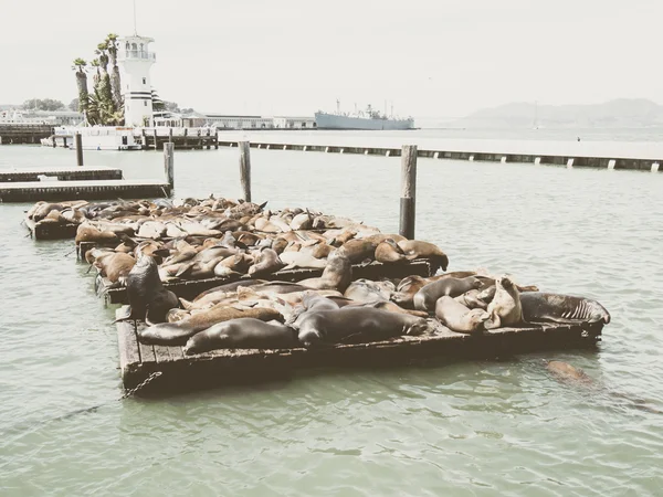 SAN FRANCISCO, EE.UU. - 15 DE SEPTIEMBRE: leones marinos en el Muelle 39 el 9 de septiembre —  Fotos de Stock
