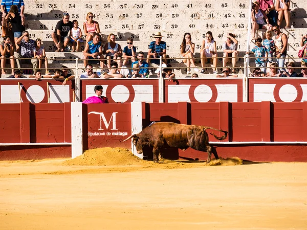 Malaga, İspanya - 12 Ağustos: 12 Ağustos 2015'te Malag'da boğa güreşi — Stok fotoğraf