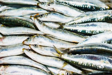 Yakın çekim birçok yakalanan balık