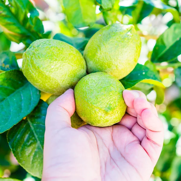 Taze limon yakın çekim — Stok fotoğraf