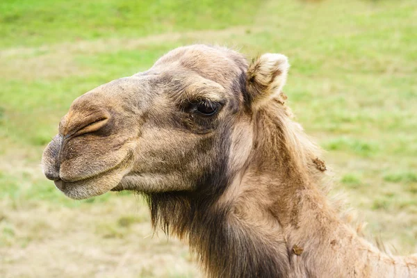 Camel in close-up — Stock Photo, Image