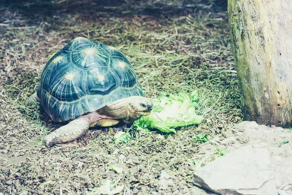 Schildkröte frisst Salat — Stockfoto