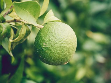 Valencia, İspanya 'da portakal ağacı