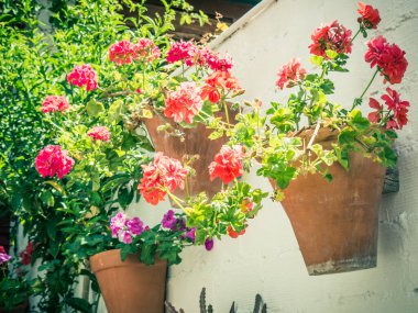 Çiçekler saksıda Cordoba, İspanya sokaklarında duvarlarda