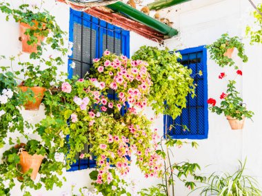 Çiçekler saksıda Cordoba, İspanya sokaklarında duvarlarda
