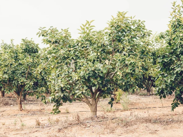 Дерево Каки Валенсии Испания — стоковое фото