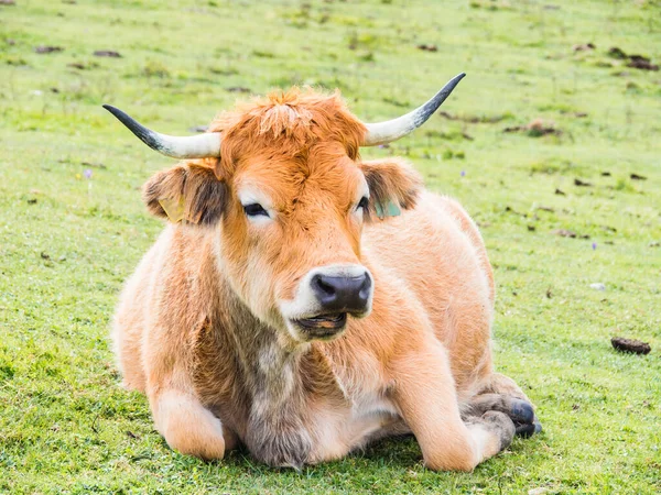 Vacas Montanha Lagos Covandonga Astúrias Espanha — Fotografia de Stock