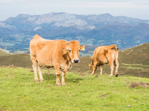 Kühe Den Bergen Covandonga Seen Asturien Spanien — Stockfoto