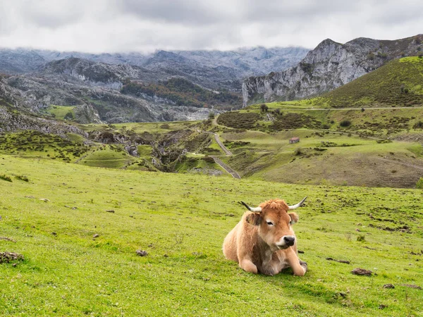 Krowy Górach Jeziora Covandonga Asturia Hiszpania — Zdjęcie stockowe