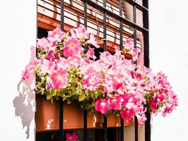스페인 코르도바의 거리에 꽃병에 — 스톡 사진