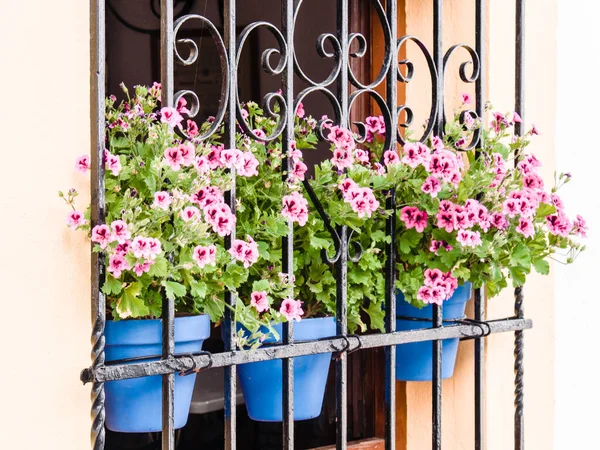 Flores Maceta Las Paredes Las Calles Córdoba España — Foto de Stock