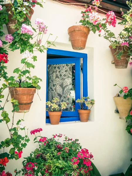 Flores Maceta Las Paredes Las Calles Córdoba España — Foto de Stock