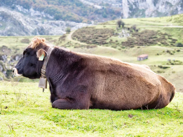 Dağdaki Inekler Covandonga Gölleri Asturias Spanya — Stok fotoğraf