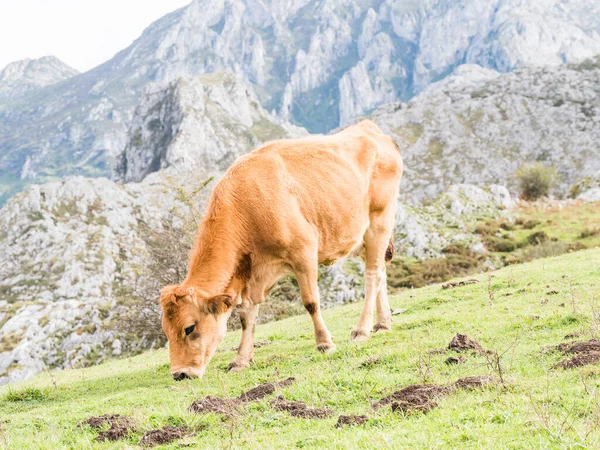 Krowy Górach Jeziora Covandonga Asturia Hiszpania — Zdjęcie stockowe