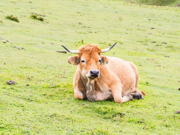 Vacas Montanha Lagos Covandonga Astúrias Espanha — Fotografia de Stock