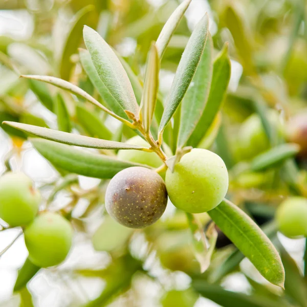 橄榄木 — 图库照片