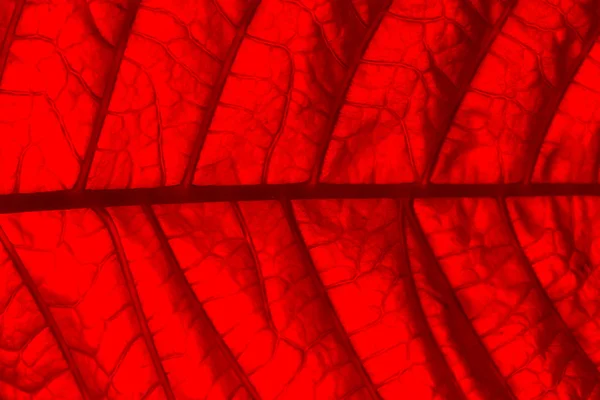 Red leaf — Stock Photo, Image