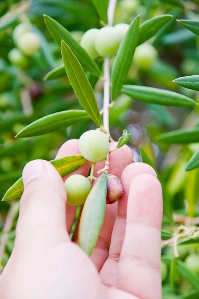Bois d'olivier — Photo