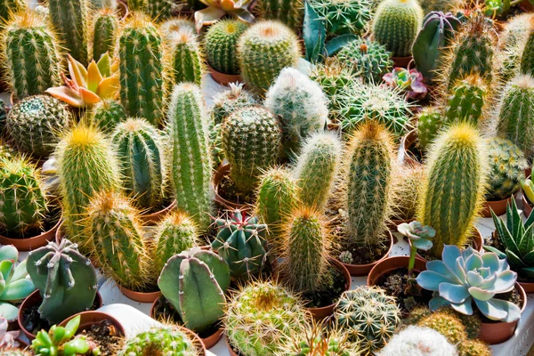 Kaktus i en trädgård — Stockfoto
