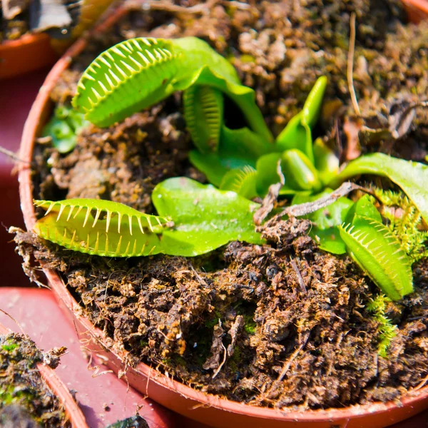 Planta Carnívora — Fotografia de Stock