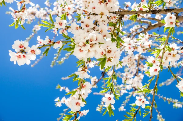 Almond flowers — Stock Photo, Image