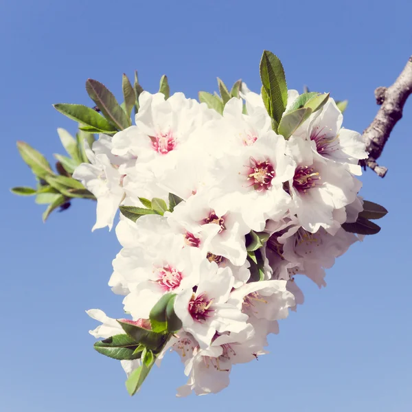 Almond flowers — Stock Photo, Image