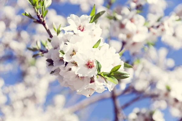 Almond flowers — Stock Photo, Image