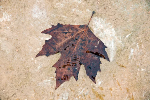 Autumn leaf — Stock Photo, Image