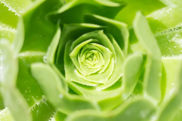 Cactus närbild — Stockfoto