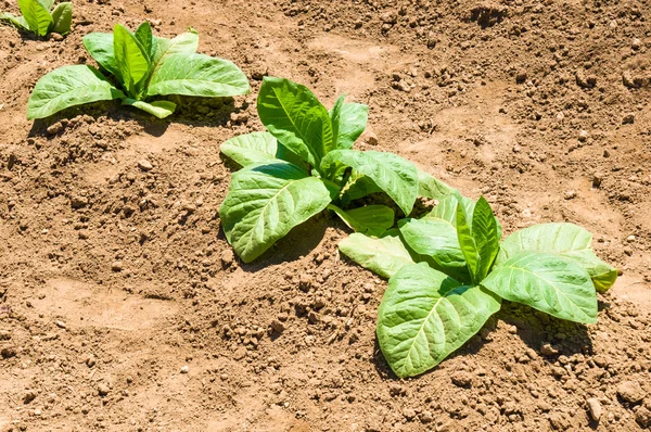 Tabákového plantáž — Stock fotografie