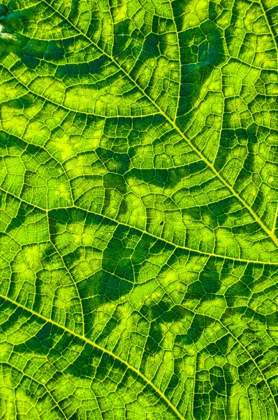 Planta de abóbora — Fotografia de Stock