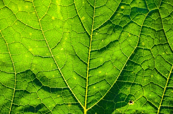 Planta de abóbora — Fotografia de Stock