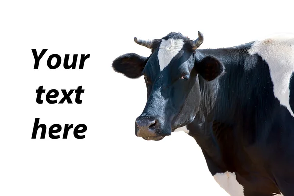 Cow white — Stock Photo, Image