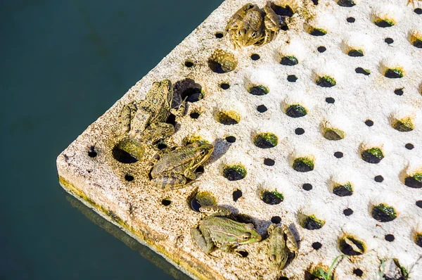 Frogs — Stock Photo, Image