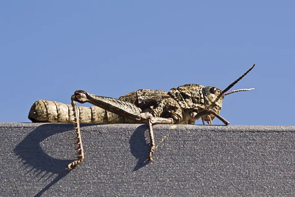 Saltamontes —  Fotos de Stock