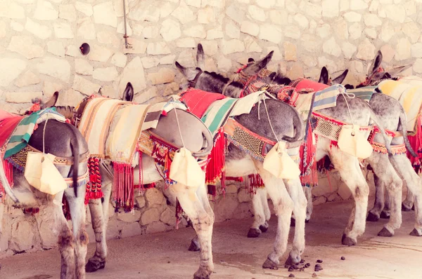 Donkeys — Stock Photo, Image